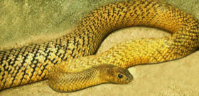 Inland Taipan